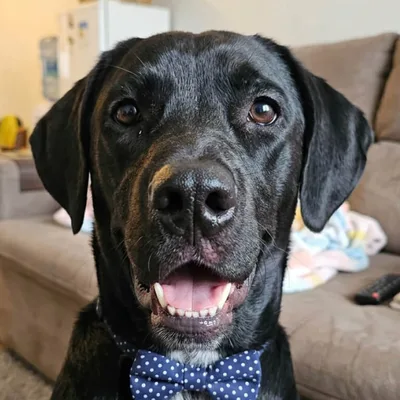 Ritalino, a big black dog wearing a blue bow tie