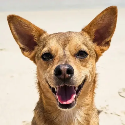 Sky, a small tan dog with big pointy ears